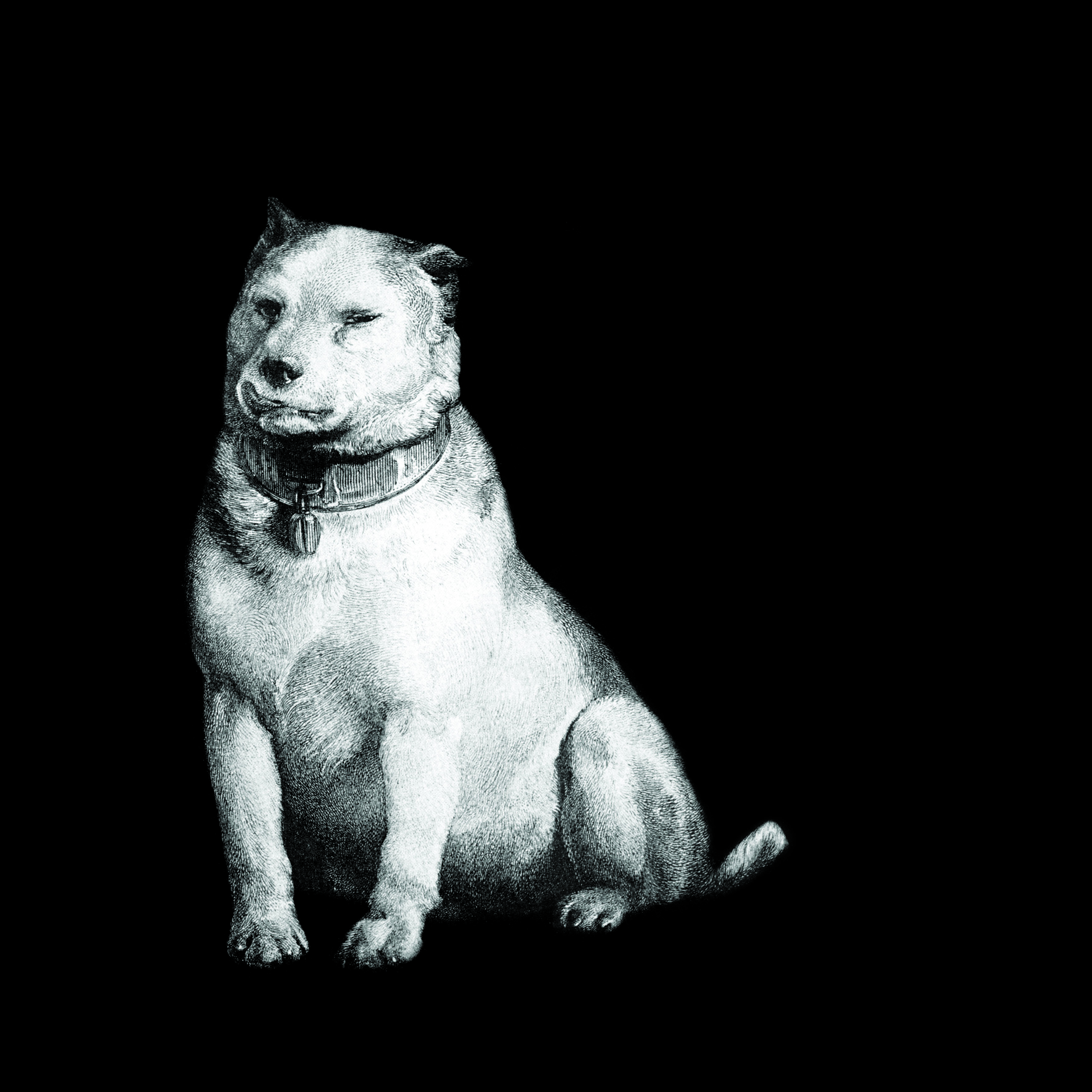 Pavlov's Dog